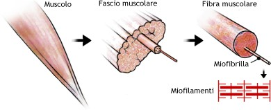 Composizione del muscolo - spiegazione